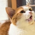 食器を洗っていると絶対に『後ろ』で、甘えん坊な猫が…胸キュン必至の『可…