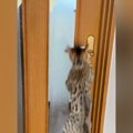扉を開けようとする『2匹の猫』→ドアノブを触ると……『開け方の違い』が面…