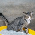 猫が血便を出す…何が原因なの？すぐに病院に行くべき？