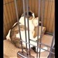 骨折していた猫を保護。人の温もりを知りルームメイトと励ましあう姿…