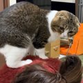 爪切りはやめて～！飼い主さんと猫ちゃんの攻防戦！