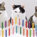 猫による「ドミノ倒し」が凄すぎた結果197万人が熱狂→『まるでCG』『…