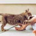 猫に『引っかき癖』がついてしまう原因4つ　行動の裏にある心理や対処法も…