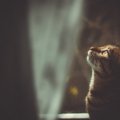 猫は『幽霊が見える』と言われる理由3つ！猫ならではの感覚のおかげ？