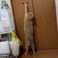 物置には何が？中が気になって仕方ない猫ちゃん