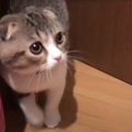 お留守番が寂しかった子猫…ママをみたときの反応が『エンジン音すぎる…