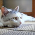 どこが一番涼しいかにゃ？快適な場所を求めて移動する猫ちゃんたち