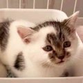 山道で一人ぼっちの子猫を保護…ツンデレの可愛い美猫へ♡