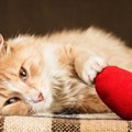 猫にモテモテになる4つの方法