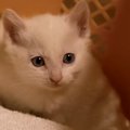 寒い朝、『玄関でうずくまっている子猫』を発見……保護された様子に涙…