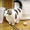 取ってこーい！コールを忘れちゃった猫ちゃん