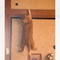 なぜか『襖の上の部分に乗ろうとしていた猫』を見ていたら…爆笑必至の一部…