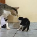 『狂暴な保護した赤ちゃん猫』に先住猫が"愛"を教えた結果……