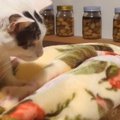 猫が『生まれたばかりの赤ちゃん』と初めて会った結果…あまりにも尊すぎる…