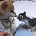 子猫の世話を柴犬に任せた結果…優しすぎるその姿に「最高に癒やされた…