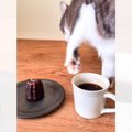 カヌレとコーヒーを用意していい気分だったのに、猫が…"まさかの光景…