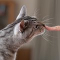 愛猫の『心を傷つける』飼い主の最低な行動5選　信頼を失う理由や関係修復…