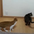 見慣れたキャットタワーがない！？ニャンズのおもしろ反応♪