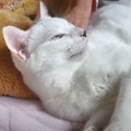 次男から名前を呼ばれたら、嬉しそうに返事をする猫→ママが呼んでみると……