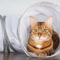 猫と『遊ばない』ことで起こる4つのトラブル　サボってはいけない理由や遊…