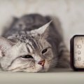 猫にも体内時計ってある？規則正しく活動するヒミツ