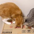 猫は頭が通れる隙間なら体も通る説！実際に検証してみた