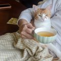 猫が『飼い主の体に乗ろうとする』ときの理由4つ　乗る場所から読み取れる…