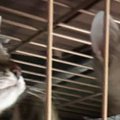 仕事中、家にいる『子猫たちの様子』が気になり送ってもらった結果…まさか…