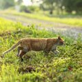 猫被害の対策とオススメ猫よけグッズ