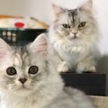 猫が落ち着いて過ごせる『意外な場所』5選