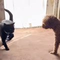 猫が犬の横を通り過ぎるかと思ったら…次の瞬間→思わず笑ってしまうやり取…