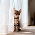 猫が『カーテン』に身を隠す理由4つ　どんな目的があるの？隠れているとき…
