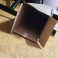猫がダンボールから出てくるところを撮影していたら…想定外の『かわい…