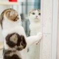 猫は『鏡に写った自分』をどう思っている？よくある反応3選と考えられ…