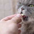 猫に薬を飲ませる3つの方法と嫌がられないための5つのコツ