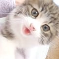 『道端で一生懸命に鳴いていた子猫』を保護した結末…家族として迎え入…