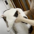 猫家族みんなで壁チャレンジ♪結果は…