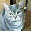 亡くなった愛猫は赤ちゃんに生まれ変わった？｜LAYLAのペットリーディ…