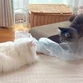 年が離れた２匹のネコ→プチプチで遊ぼうとすると…思わず笑ってしまう『テ…