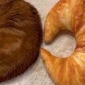 『美味しそうなクロワッサンが二つ並んでいる』と思ったら…まさかの光…
