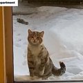 寒さに震える子猫は、消防署に助けを求めました！