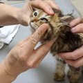 母親の姿もなく『うずくまっていた子猫』を保護、1年が経つと……ずっと…