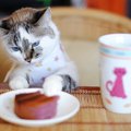 下北沢の猫カフェ！おすすめのお店5選をご紹介