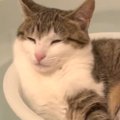 子猫が湯船に浮かぶ『洗面器の中』に入ると……まさかの光景が可愛すぎて笑…