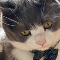 肩に腕を回されて困った表情の猫→もう1匹の『顔』を見てみると…まさか…