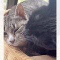 『ひとりぼっちで山に捨てられていた猫』の現在……優しさいっぱいの光景が…