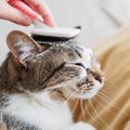 猫の『毛色が変化する』理由5つ　環境に左右されることも？意外なヒミツを…