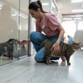 夏季の「猫用ホテル」需要が拡大、数ヵ月先まで満室の状態が続く　背…
