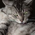 『愛情不足の猫』に表れる変化4つ！飼い主が改めるべきこととは？