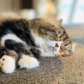 猫が『手をバツにする』のはなぜ？愛猫が手をクロスしてくつろいだり…